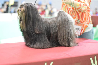 Étalon Lhassa Apso - CH. So british suzanne du Parc De Courtefontaine
