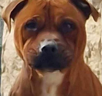 Étalon Staffordshire Bull Terrier - Uggie Des Fées Noires