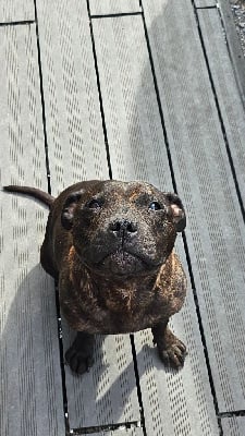 Étalon Staffordshire Bull Terrier - Romy (Sans Affixe)