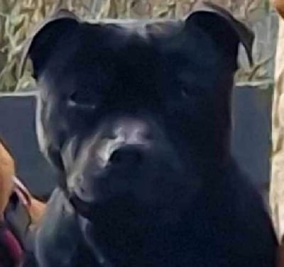 Étalon Staffordshire Bull Terrier - Victor Des Fées Noires