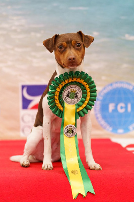 Étalon Terrier Bresilien - Sophie Do Terra Yemanja