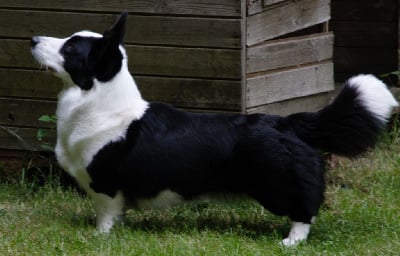 Étalon Welsh Corgi Cardigan - Uprising Du Sphinx Colibri
