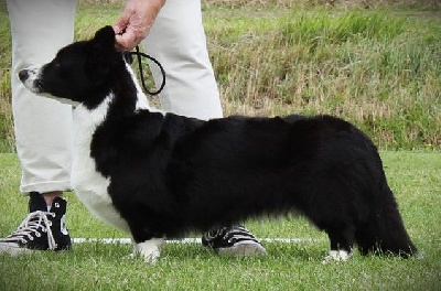 Étalon Welsh Corgi Cardigan - CH. Holiday iz doma vengre