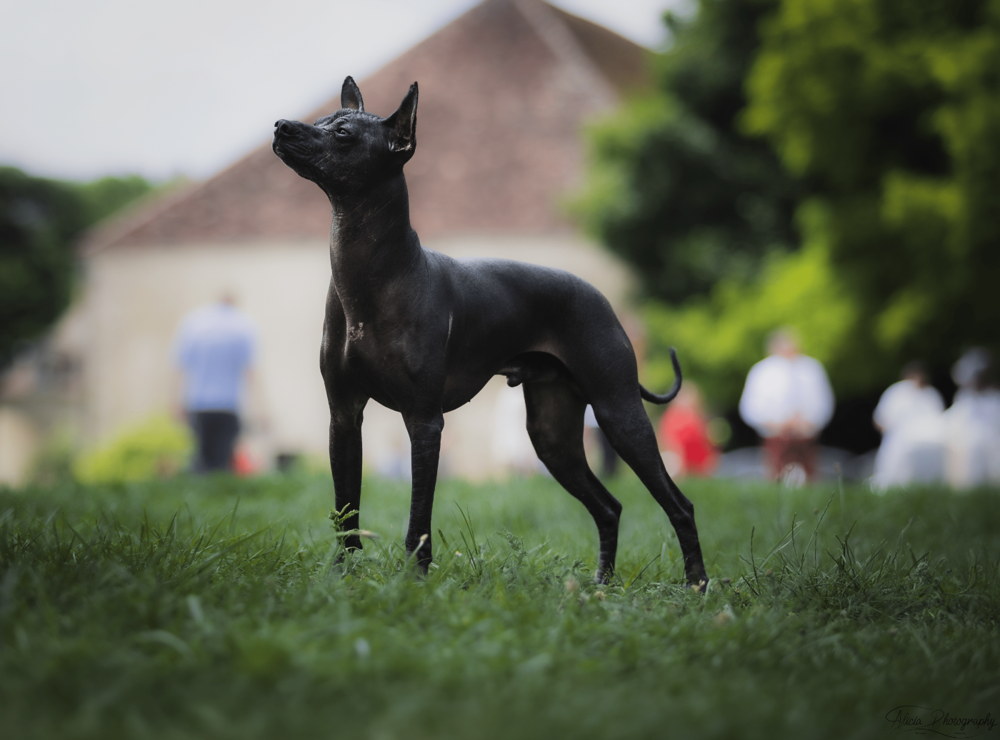 Publication : Des Xolos Du Mictlan Auteur : Pernot. A