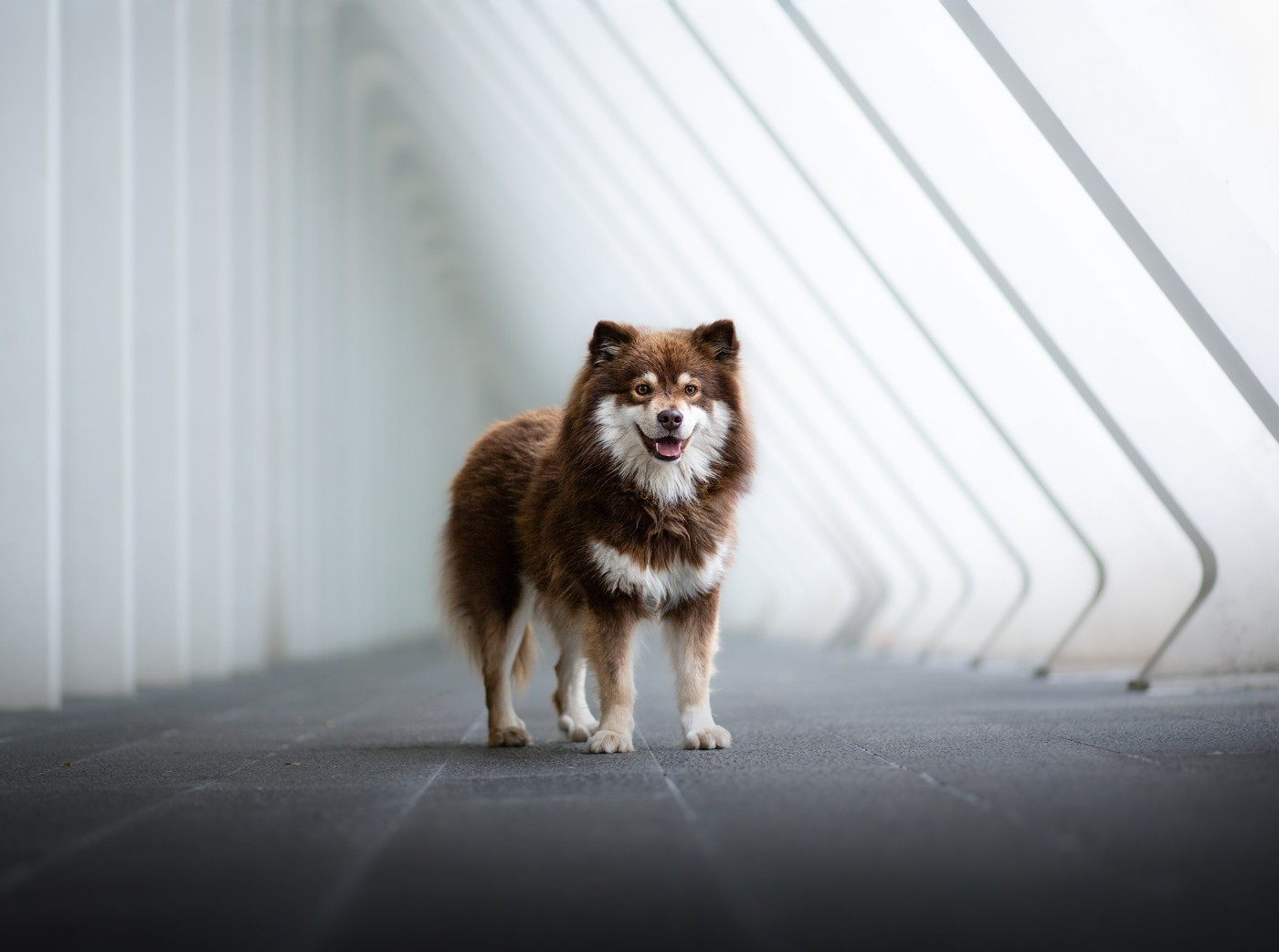 Publication : Vegvisir 