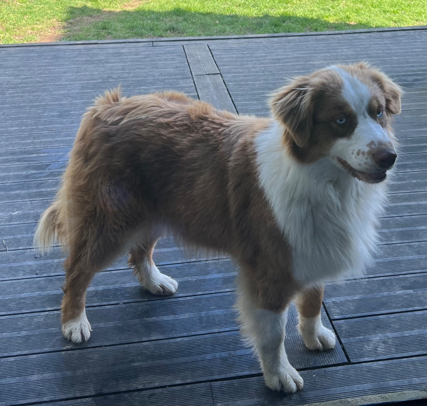 Publication : De La Vallée Des Aussies Auteur : Frédéric Eon