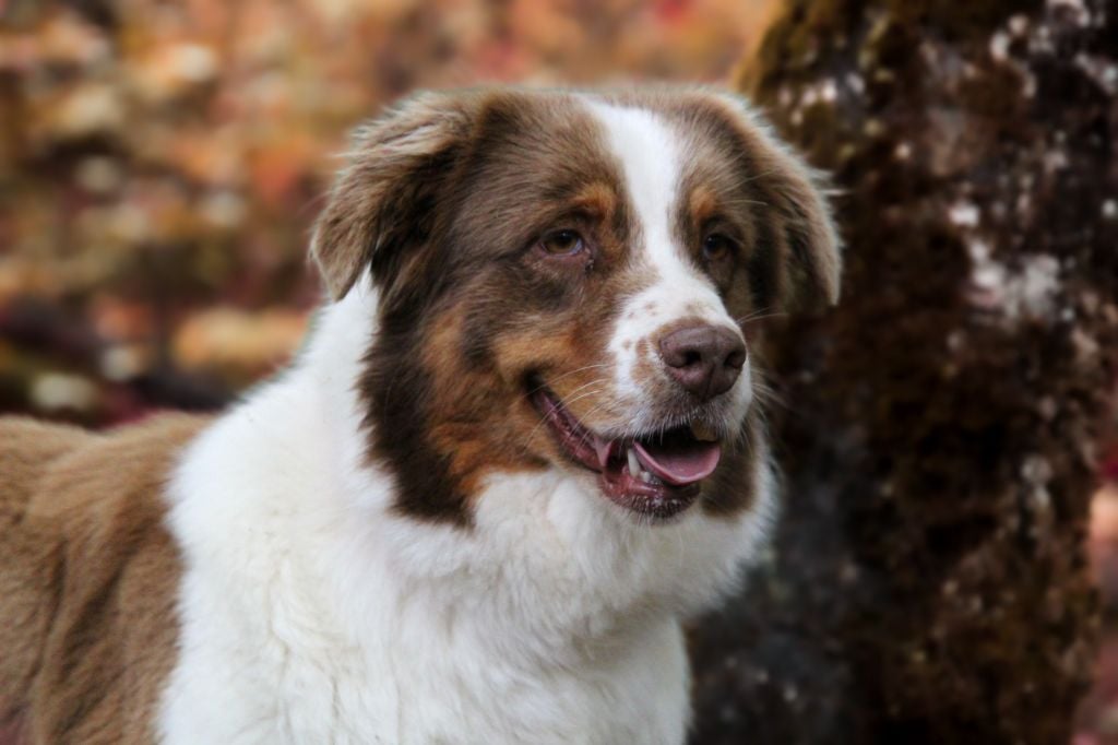 Publication : De La Rivière D’Hayley 