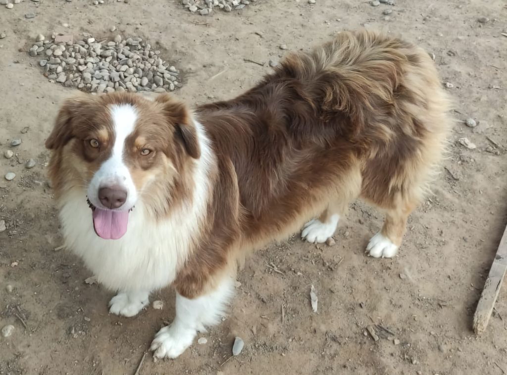 Publication : Des Champs De Beyssac Auteur : Du Domaine Du Clos Australien