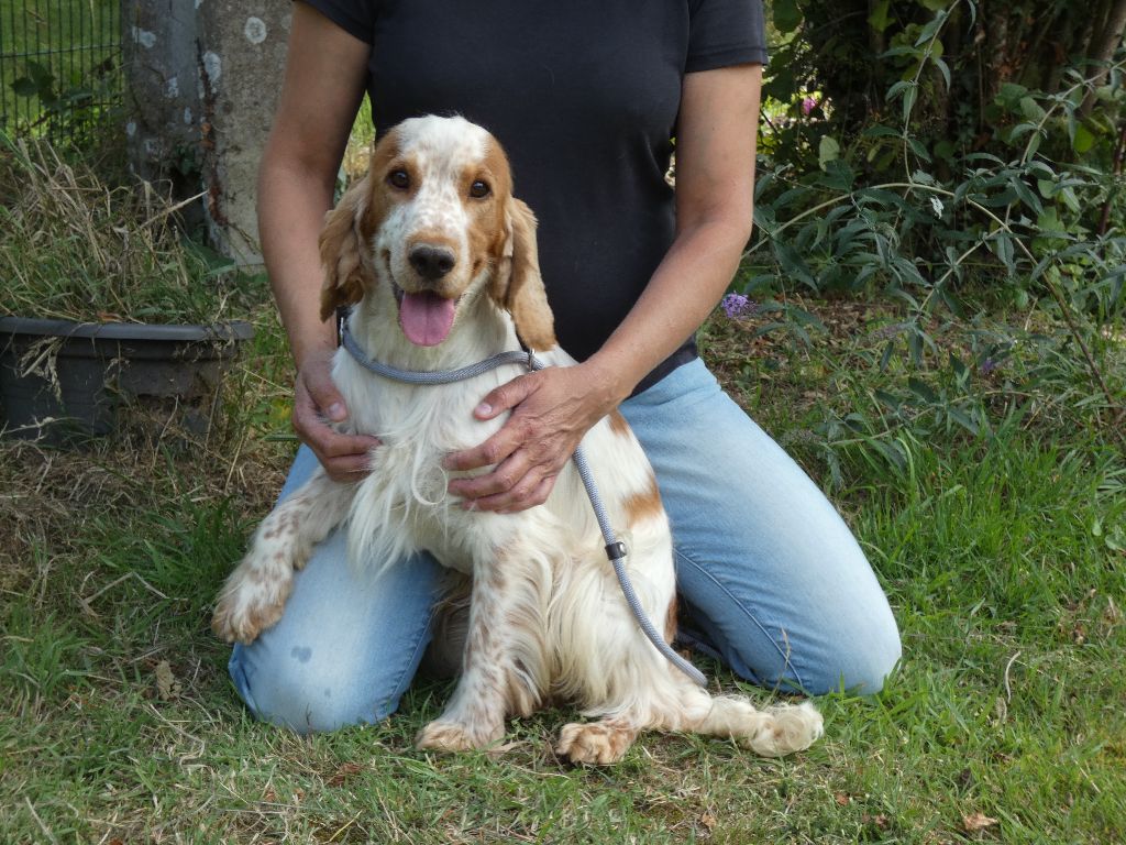 Scrat Ar Ti Marellek