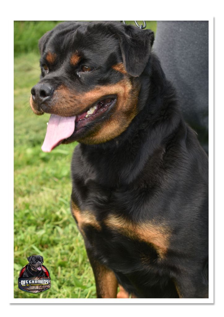 Publication : Des Gardiens De La Veaussardière Auteur : Des Gardiens de la Veaussardière