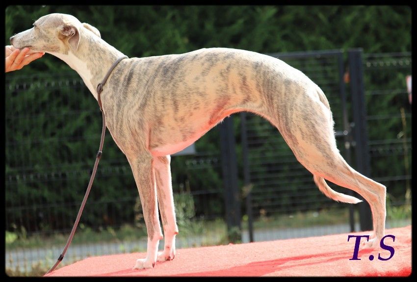 Publication : De La Truffe Sacrée 