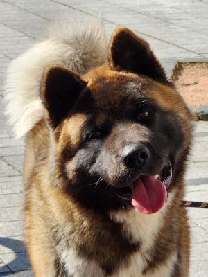 Étalon Akita americain - Vikiz Des Gardiens De L'arche De Noé