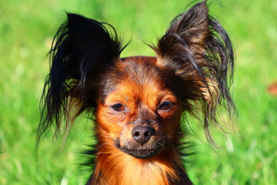 Étalon Russkiy Toy (Petit Chien Russe) - laskovaya rus' Geroy moego romana