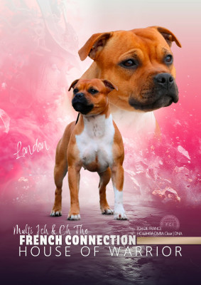 Étalon Staffordshire Bull Terrier - CH. & multi jch. the french connection House Of Warrior