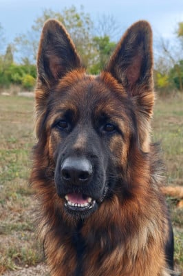Étalon Berger Allemand Poil Long - Ushy (dit Utah) du domaine de janasse