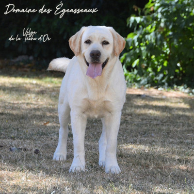 Étalon Labrador Retriever - Volga (Sans Affixe)