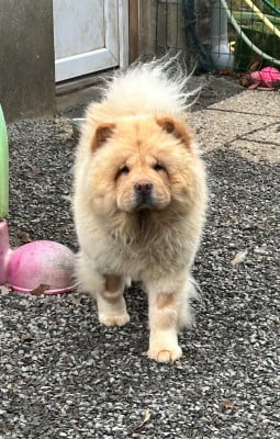 Étalon Chow Chow - Famous Dream Unik love