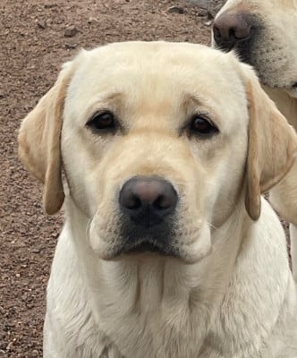 Étalon Labrador Retriever - Vanille Du Moulin Sault
