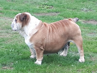 Étalon Bulldog Anglais - Twenny Du clos sara