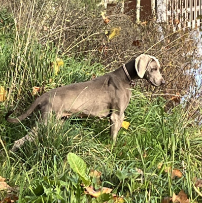 Étalon Braque de Weimar - Tweedy Soft Harmony