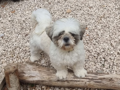 Étalon Shih Tzu - Teddy (Sans Affixe)