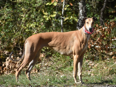 Étalon Greyhound - CH. Une daisyree des sables d'élodie