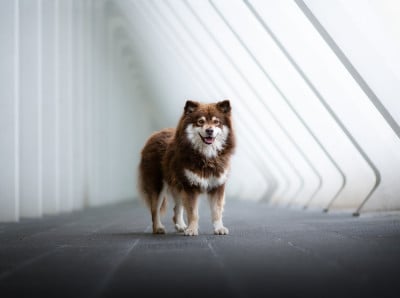 Étalon Chien finnois de Laponie - Victory of vanir skirnir Vegvisir