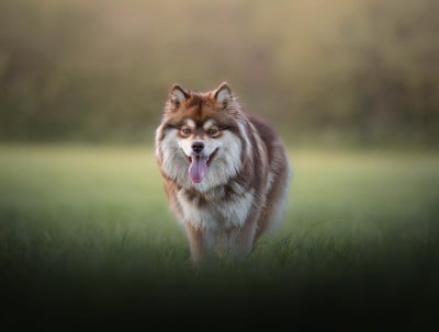 Étalon Chien finnois de Laponie - Xeglun rauni de la terre du froid
