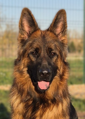 Étalon Berger Allemand Poil Long - Ushy (dit Utah) du domaine de janasse