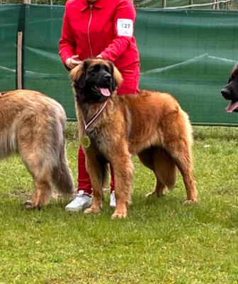 Étalon Leonberger - Uppy tralala du haras de la toison d’or