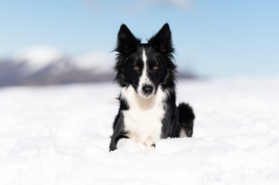 Étalon Border Collie - Slowly of Xémiris Titre Initial