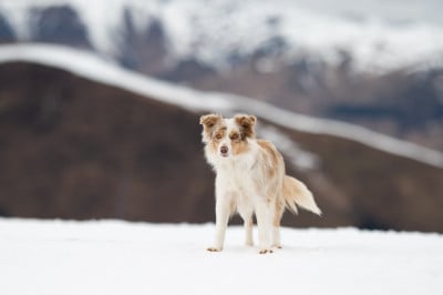 Étalon Border Collie - hipnoza Chanel