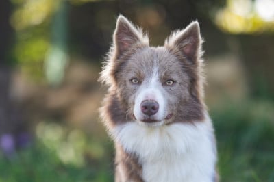 Étalon Border Collie - Lithium murphy (Sans Affixe)