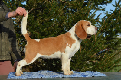 Étalon Beagle - Season Des Chasseurs Du Temps