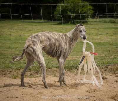 Étalon Sloughi - Riah de la dehannaie