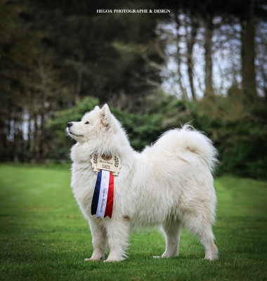 Étalon Samoyède - Tahiti dit alma Du Royaume Des Aussies