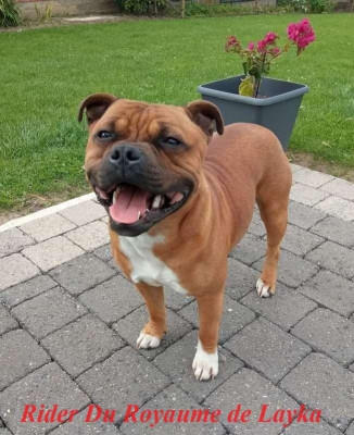 Étalon Staffordshire Bull Terrier - Rider Du Royaume De Layka