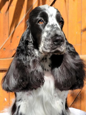 Étalon Cocker Spaniel Anglais - CH. Multip réelle Des Merveilles D'orion