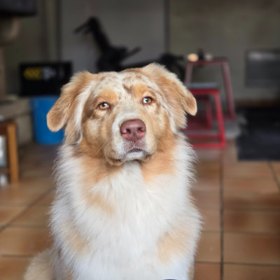 Étalon Berger Australien - U me De La Vallée De Quezacs
