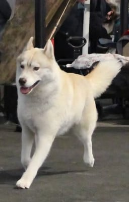 Étalon Siberian Husky - Tessy Des Legendes Du Triskel