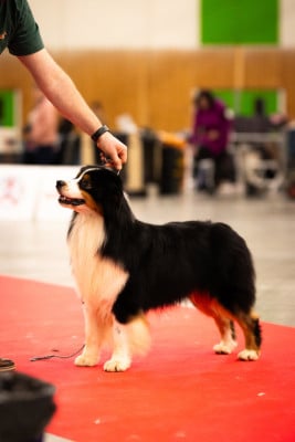 Étalon Berger Australien - risingstar's Shiver me timbear for dcdk