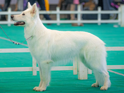 Étalon Berger Blanc Suisse - CH. Very lovely rubis Des Blancs De Souilly