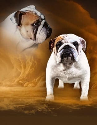 Étalon Bulldog Anglais - Velvet and lace of the tivoli bulls