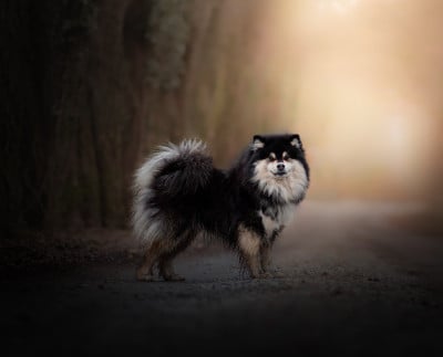 Étalon Chien finnois de Laponie - Walhalla thorbjørn Vegvisir