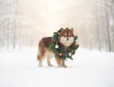 Étalon Chien finnois de Laponie - Xeglun rauni de la terre du froid