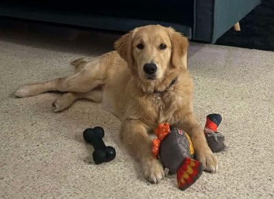 Étalon Golden Retriever - Vecna de la Vallée du Dragon Blanc