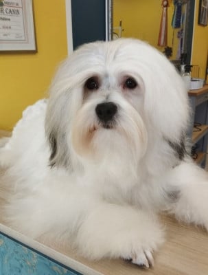 Étalon Petit chien lion - CH. Un effet idyllique des P'Tites Obsessions