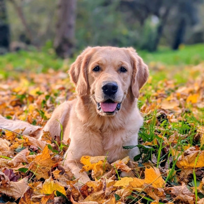 Étalon Golden Retriever - Vénus Du Clos De La Roseliere
