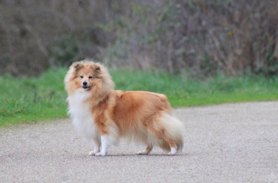 Étalon Shetland Sheepdog - Rivia's lands so wild Of blue tails