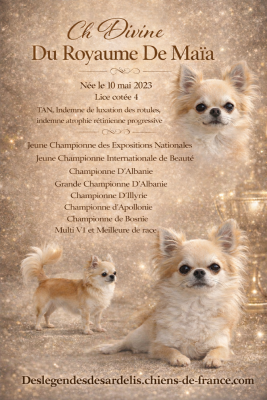 Étalon Chihuahua - CH. Une pensée divine du Royaume de Maia